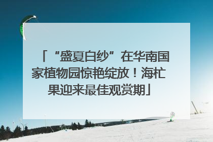 “盛夏白纱”在华南国家植物园惊艳绽放！海杧果迎来最佳观赏期