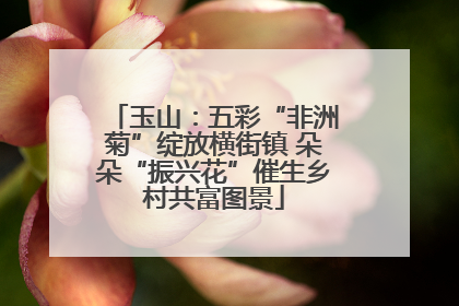 玉山：五彩“非洲菊”绽放横街镇 朵朵“振兴花”催生乡村共富图景