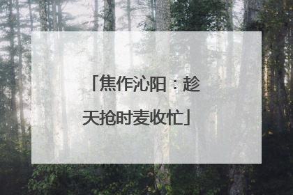 焦作沁阳：趁天抢时麦收忙