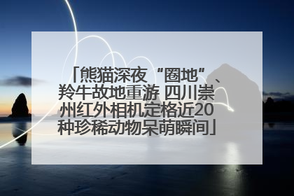 熊猫深夜“圈地”、羚牛故地重游 四川崇州红外相机定格近20种珍稀动物呆萌瞬间
