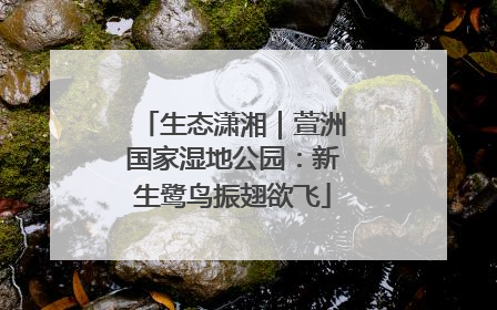 生态潇湘｜萱洲国家湿地公园：新生鹭鸟振翅欲飞