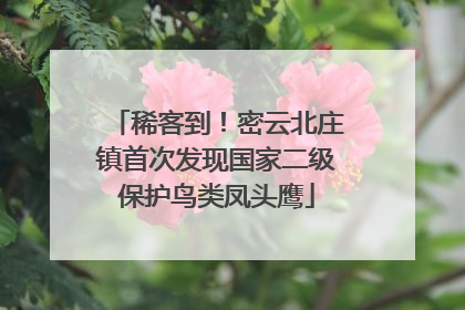 稀客到！密云北庄镇首次发现国家二级保护鸟类凤头鹰