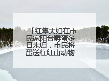 红隼夫妇在市民家阳台孵蛋多日未归，市民将蛋送往红山动物园“抢救”