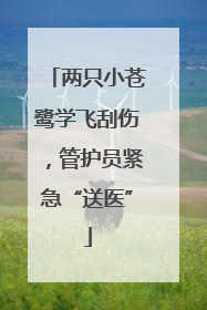 两只小苍鹭学飞刮伤，管护员紧急“送医”