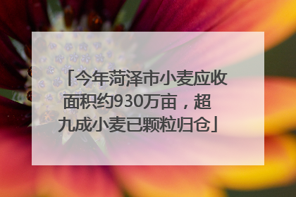 今年菏泽市小麦应收面积约930万亩，超九成小麦已颗粒归仓