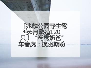 兆麟公园野生鸳鸯6月繁殖120只！“鸳鸯奶爸”车春虎：换羽期盼市民伸援手