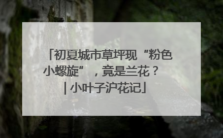 初夏城市草坪现“粉色小螺旋”，竟是兰花？ | 小叶子沪花记