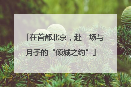 在首都北京，赴一场与月季的“倾城之约”