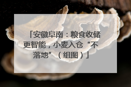 安徽阜南：粮食收储更智能，小麦入仓“不落地”（组图）