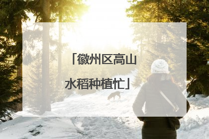 徽州区高山水稻种植忙
