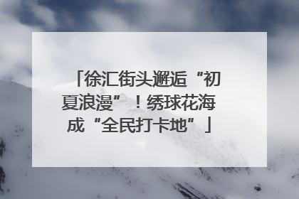 徐汇街头邂逅“初夏浪漫”！绣球花海成“全民打卡地”