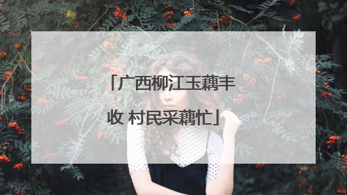 广西柳江玉藕丰收 村民采藕忙