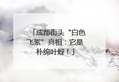 成都街头“白色飞絮”真相：它是朴绵叶蚜！