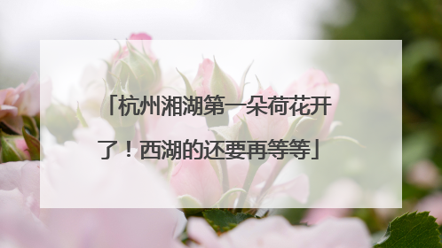杭州湘湖第一朵荷花开了！西湖的还要再等等