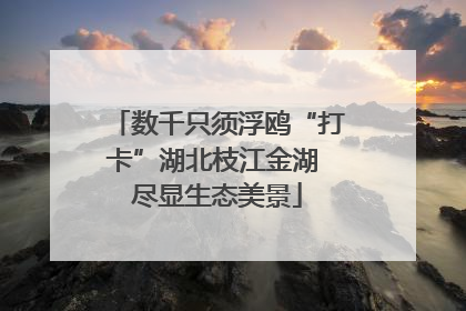 数千只须浮鸥“打卡”湖北枝江金湖 尽显生态美景