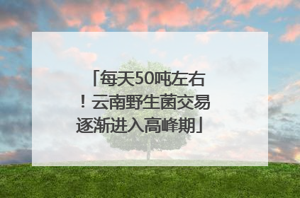 每天50吨左右！云南野生菌交易逐渐进入高峰期