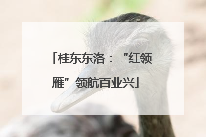 桂东东洛：“红领雁”领航百业兴