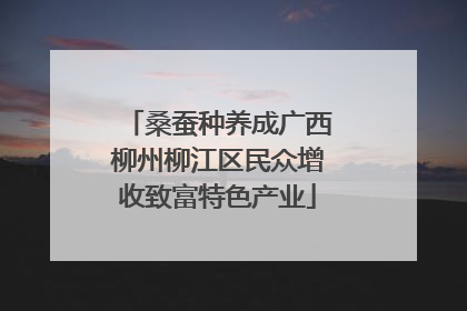 桑蚕种养成广西柳州柳江区民众增收致富特色产业