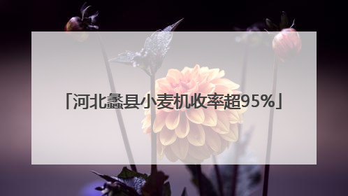 河北蠡县小麦机收率超95%