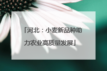 河北：小麦新品种助力农业高质量发展