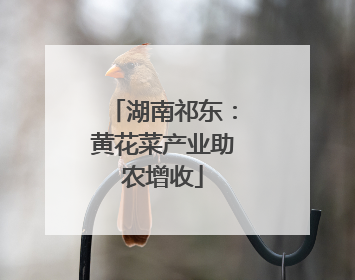 湖南祁东：黄花菜产业助农增收
