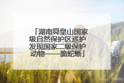 湖南舜皇山国家级自然保护区巡护发现国家二级保护动物——脆蛇蜥