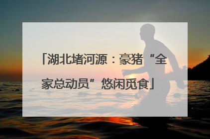 湖北堵河源：豪猪“全家总动员”悠闲觅食
