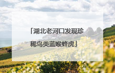 湖北老河口发现珍稀鸟类蓝喉蜂虎