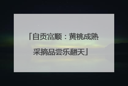自贡富顺：黄桃成熟 采摘品尝乐翻天