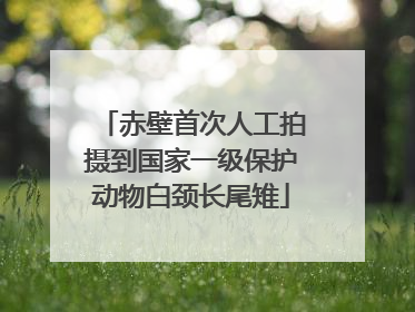 赤壁首次人工拍摄到国家一级保护动物白颈长尾雉