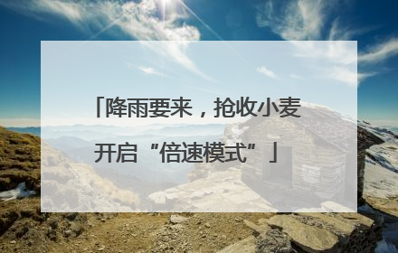 降雨要来，抢收小麦开启“倍速模式”