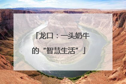 龙口：一头奶牛的“智慧生活”