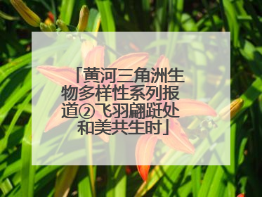 黄河三角洲生物多样性系列报道②飞羽翩跹处 和美共生时
