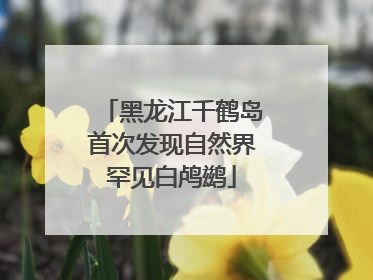 黑龙江千鹤岛首次发现自然界罕见白鸬鹚