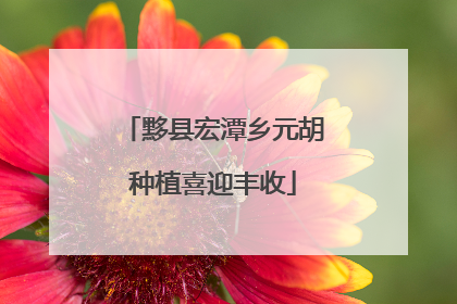 黟县宏潭乡元胡种植喜迎丰收