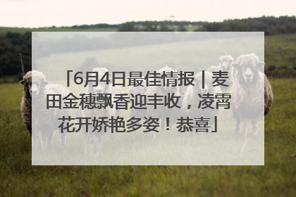 6月4日最佳情报｜麦田金穗飘香迎丰收，凌霄花开娇艳多姿！恭喜