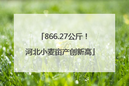 866.27公斤！河北小麦亩产创新高